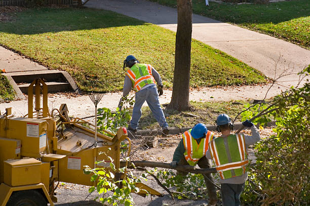  , SD Tree Removal and Landscaping Services Pros